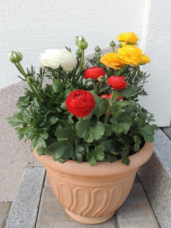 Apartment Durst Roswitha *